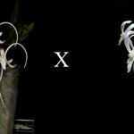 Carica l'immagine nel visualizzatore Galleria, Neofinetia falcata 'Manjushage' 曼珠沙華 x 'Shutennou' 朱天王
