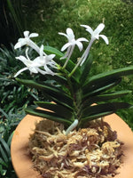 Carica l'immagine nel visualizzatore Galleria, Neofinetia falcata ‘Tengyokuhou’ 天玉宝