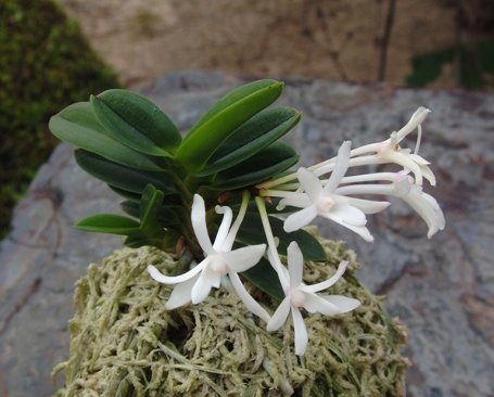 Neofinetia falcata ‘Tengyokuhou’ 天玉宝