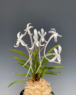 Carica l'immagine nel visualizzatore Galleria, Neofinetia falcata 'Yaegoromo' 八重衣