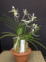Carica l'immagine nel visualizzatore Galleria, Neofinetia falcata 'Shunkyūden' 春及殿