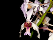Papilionanda Pink Fairy (Neofinetia falcata x Papilionanthe teres)