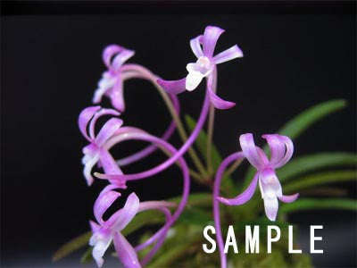 Neofinetia falcata 'Benisuzume' 紅雀