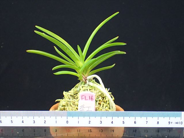 Neofinetia falcata 'Benisuzume' 紅雀