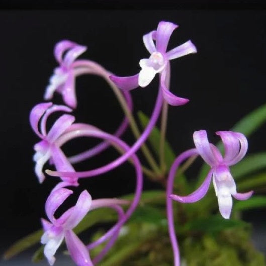 Neofinetia falcata 'Benisuzume' 紅雀