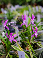 Carica l'immagine nel visualizzatore Galleria, Neofinetia falcata 'Komachimusume' 小町娘