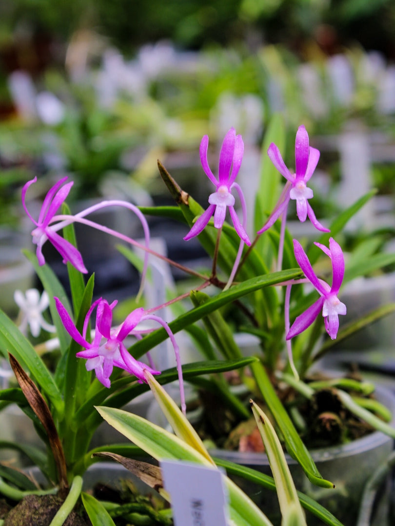 Neofinetia falcata 'Komachimusume' 小町娘