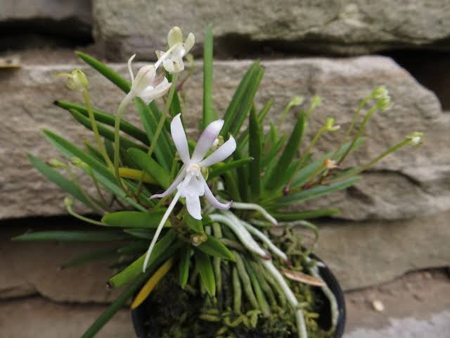 Neofinetia falcata 'Tenshou' 天晶