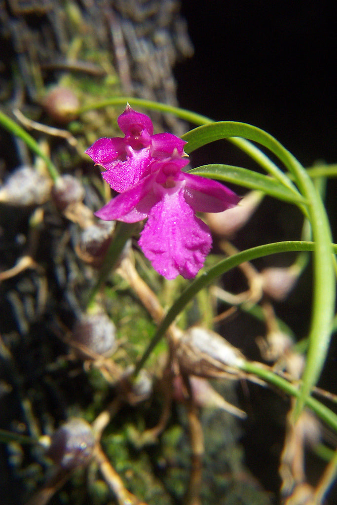 Neolauchea pulchella