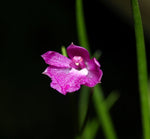 Carica l&#39;immagine nel visualizzatore Galleria, Neolauchea pulchella
