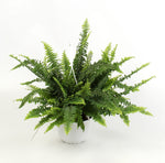 Carica l&#39;immagine nel visualizzatore Galleria, Nephrolepis exaltata &#39;Sonata&#39;
