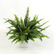 Nephrolepis exaltata 'Sonata'