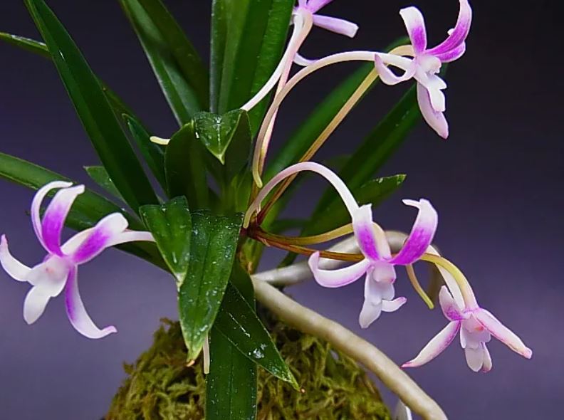 Neofinetia falcata 'Niji-no-Shizuku’ 虹の雫