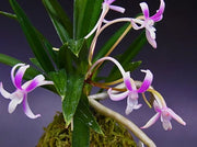 Neofinetia falcata 'Niji-no-Shizuku’ 虹の雫