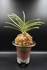 Load image into Gallery viewer, Neofinetia falcata 'Nisahiiide Fukurinn' 西出覆輪