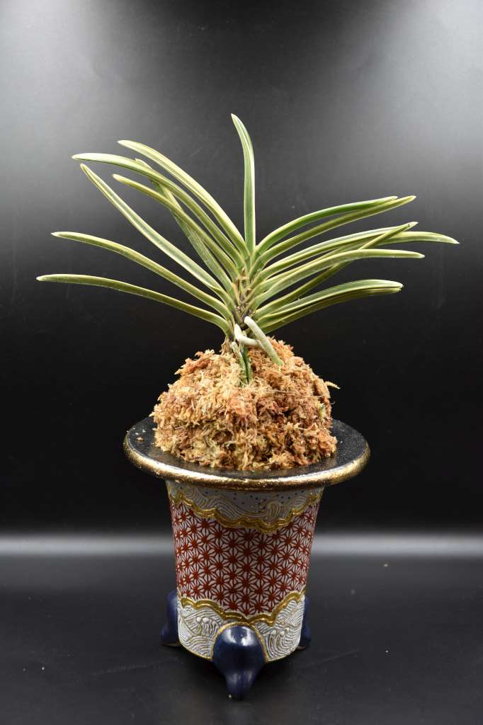 Neofinetia falcata 'Nisahiiide Fukurinn' 西出覆輪