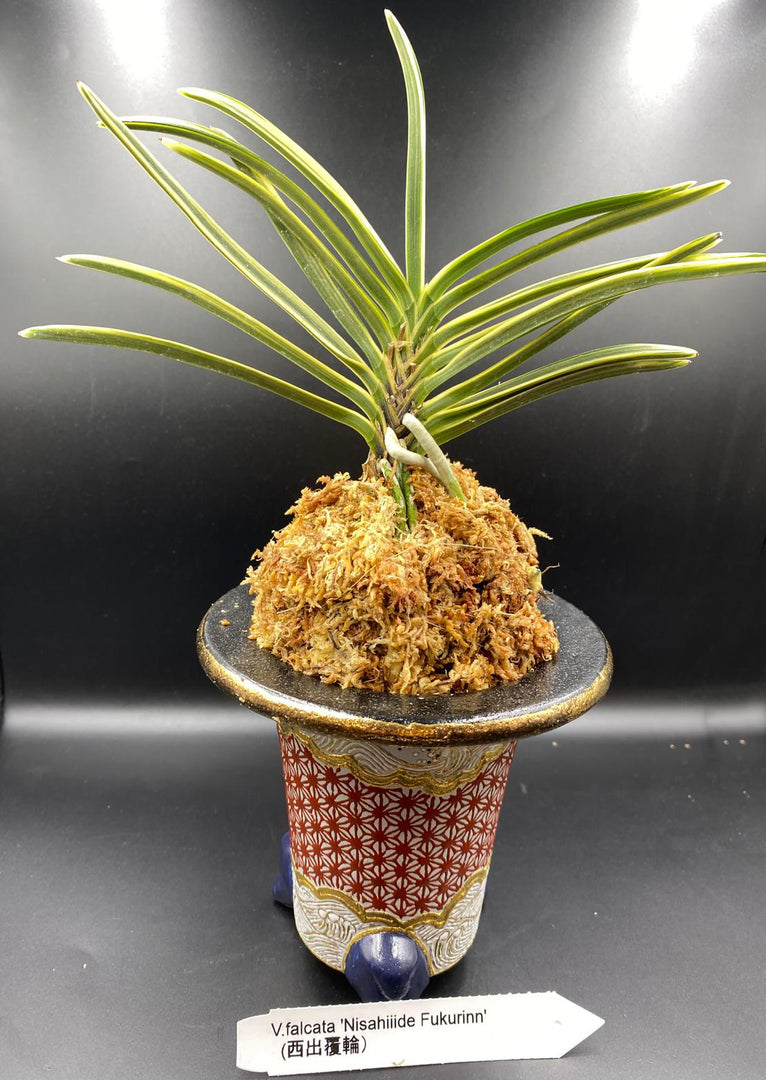 Neofinetia falcata 'Nisahiiide Fukurinn' 西出覆輪