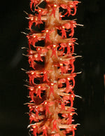 Carica l&#39;immagine nel visualizzatore Galleria, Oberonia rufilabris
