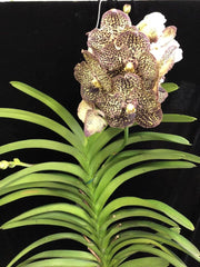 Vanda Ocelot Mocha