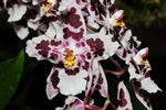 Carica l'immagine nel visualizzatore Galleria, Odontoglossum Anne Claire