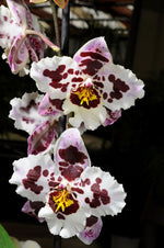 Carica l'immagine nel visualizzatore Galleria, Odontoglossum Anne Claire