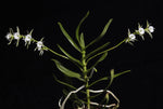 Carica l'immagine nel visualizzatore Galleria, Oeoniella polystachys