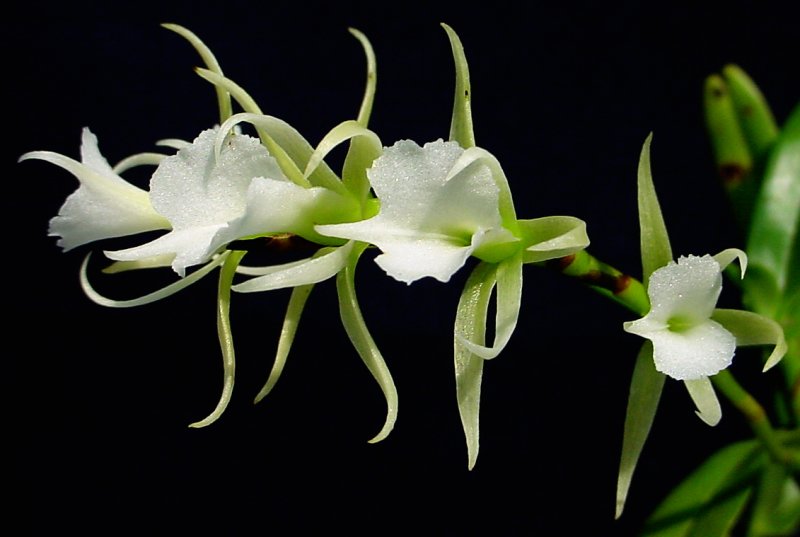 Oeoniella polystachys