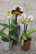 Load image into Gallery viewer, PAPHIOPEDILUM BIS OFFER
