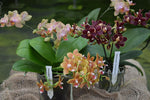 Carica l'immagine nel visualizzatore Galleria, OFFERTA ORCHIDEE RICADENTI
