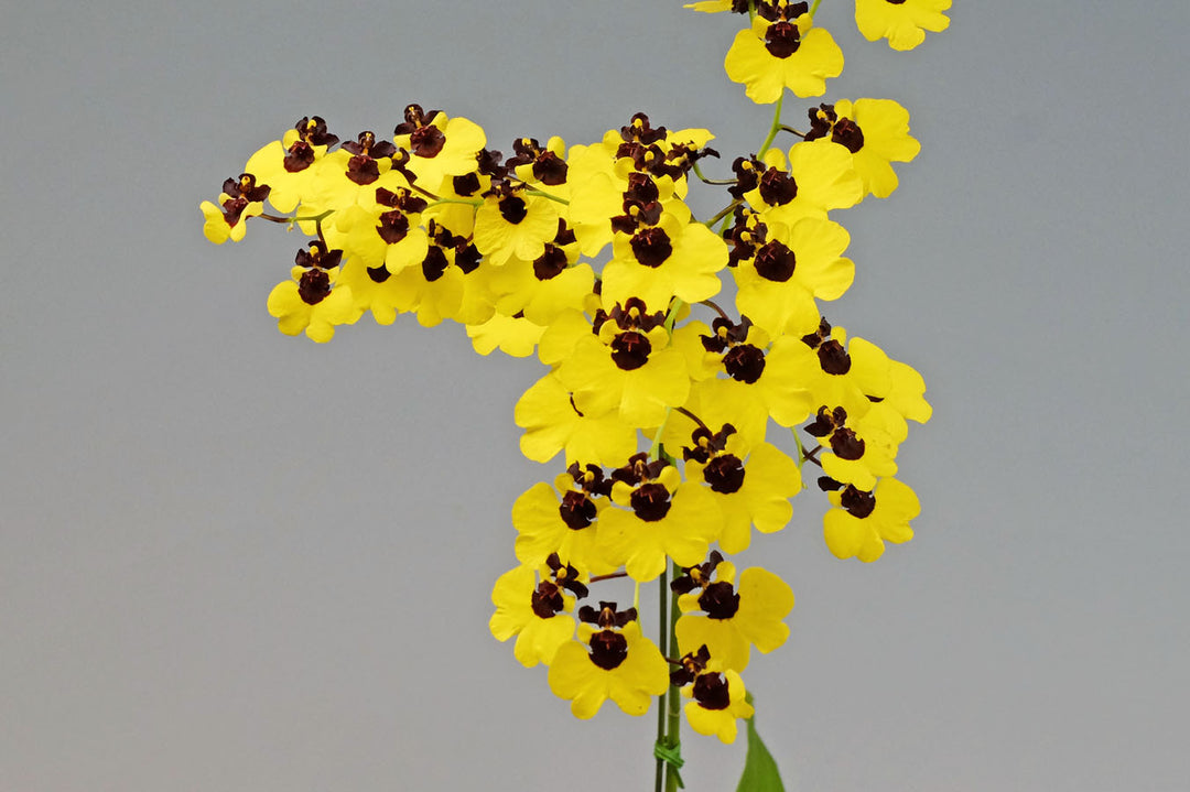 Oncidium Little Panda (Moon Shadow x varicosum)