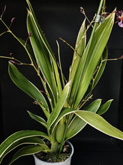 Oncidium Katrin Zoch (Mieke von Holm) Variegata