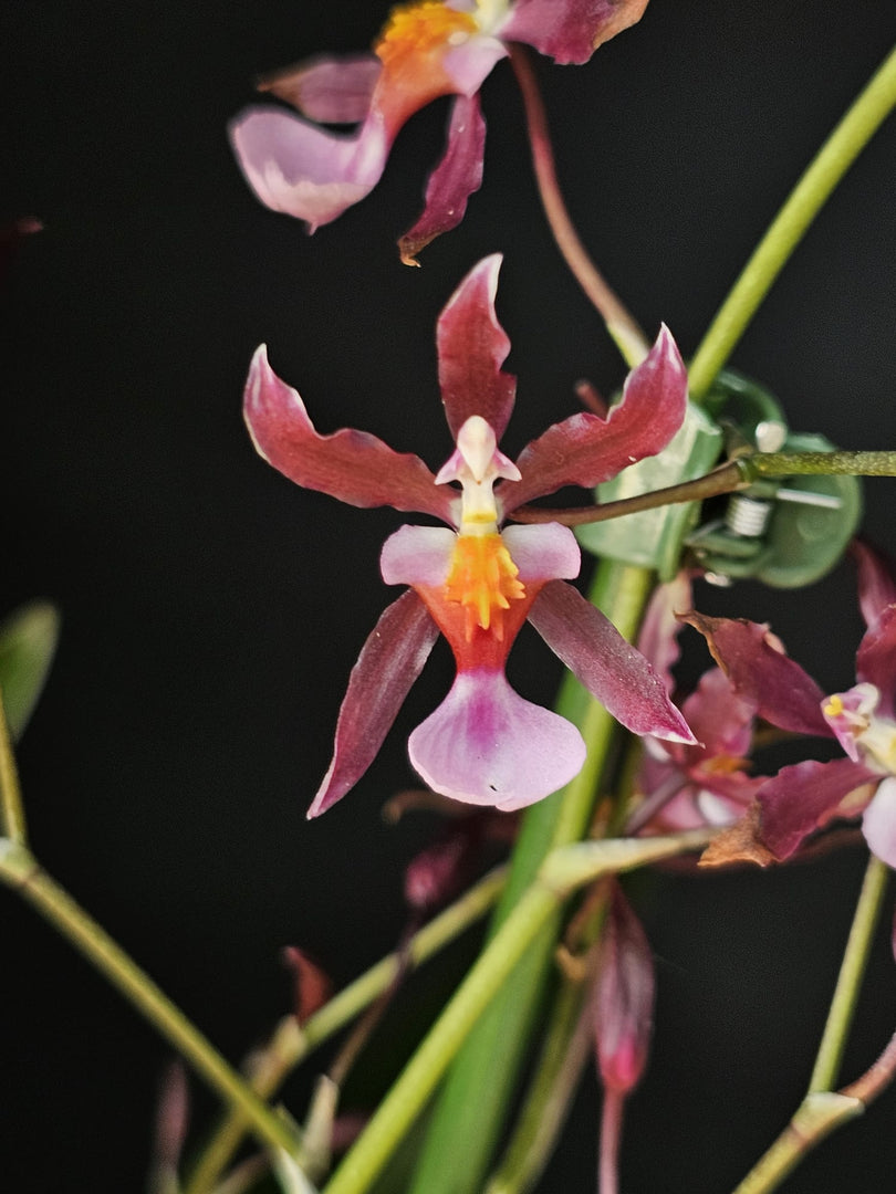 Oncidium Katrin Zoch (Mieke von Holm) Variegata