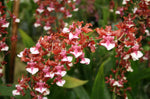 Carica l'immagine nel visualizzatore Galleria, Oncidium Sharry Baby