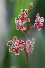 Load image into Gallery viewer, Oncidium carthagenense