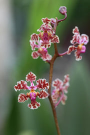 Oncidium carthagenense