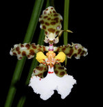 Carica l&#39;immagine nel visualizzatore Galleria, Oncidium jonesianum
