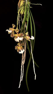 Oncidium jonesianum
