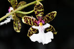 Load image into Gallery viewer, Oncidium leucochilum