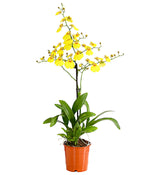 Load image into Gallery viewer, Oncidium Sweet Sugar