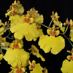 Load image into Gallery viewer, Oncidium Sweet Sugar