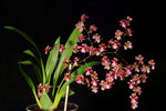 Carica l&#39;immagine nel visualizzatore Galleria, Oncidium Twinkle colori misti
