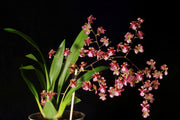 Oncidium Twinkle colori misti