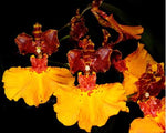Carica l'immagine nel visualizzatore Galleria, Oncidium zappii x Comparettia speciosa