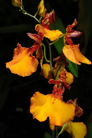 Oncidium zappii x Comparettia speciosa