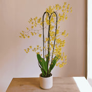 Oncidium divaricatum syn. robustissimum