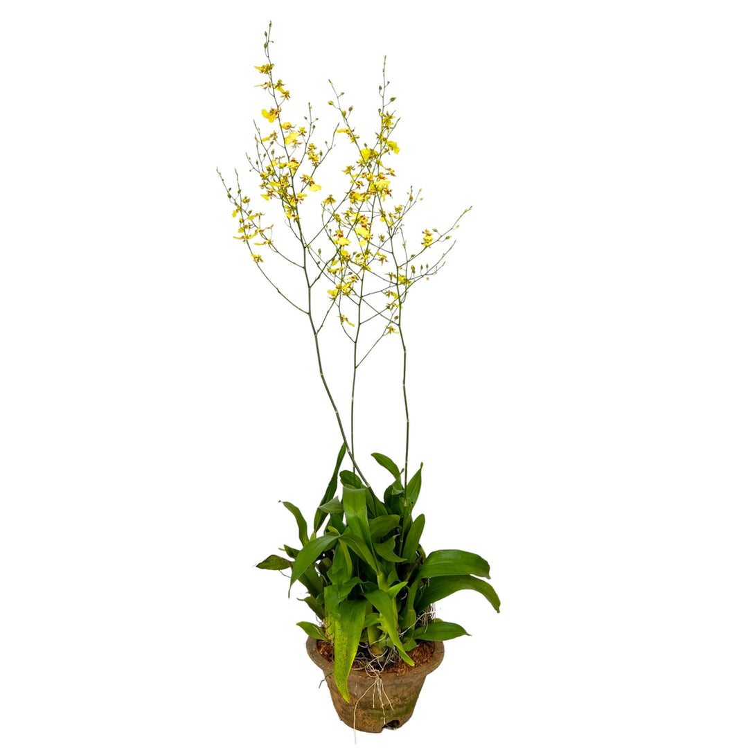 Oncidium Golden Shower