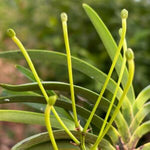 Carica l'immagine nel visualizzatore Galleria, Neofinetia falcata ‘Ononokomachi’ 小野小町