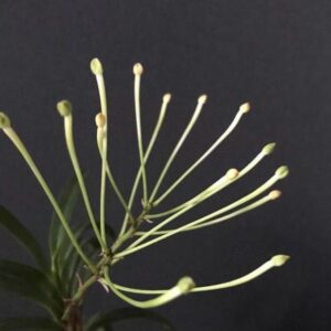 Neofinetia falcata ‘Ononokomachi’ 小野小町