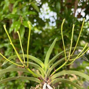 Neofinetia falcata ‘Ononokomachi’ 小野小町