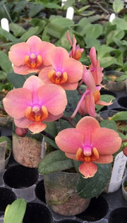 Vandaenopsis Orange Sorbet (Vandaenopsis Jiaho's Orange x Phal. schilleriana)